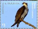 Osprey (Pandion haliaetus)